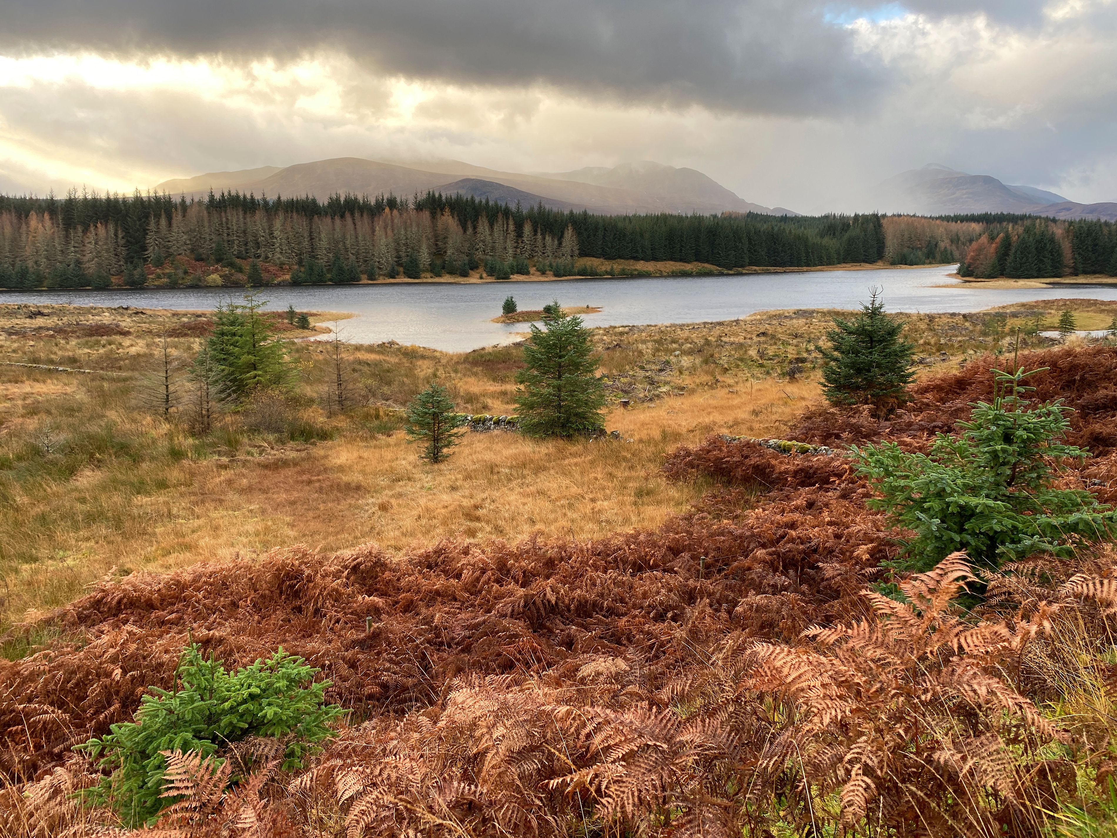 A lake surrounded by coniferous trees and a mountainous backdrop.