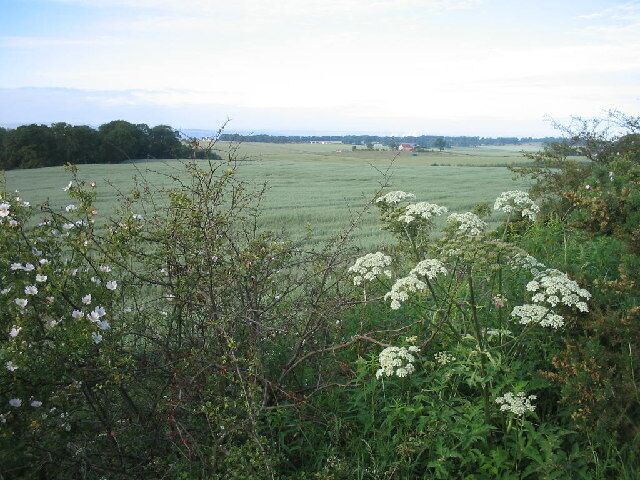 Oats growing near Carnock.