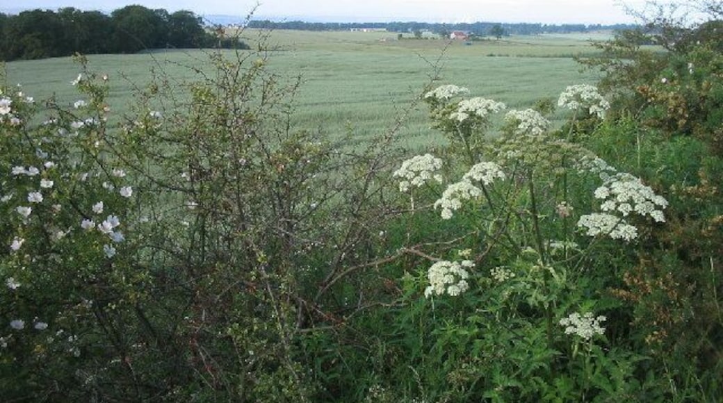 Oats growing near Carnock.