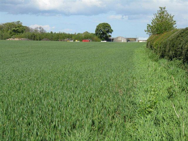 Barley field at Gortonlee By the side of the A6094 Dalkeith - Howgate road.