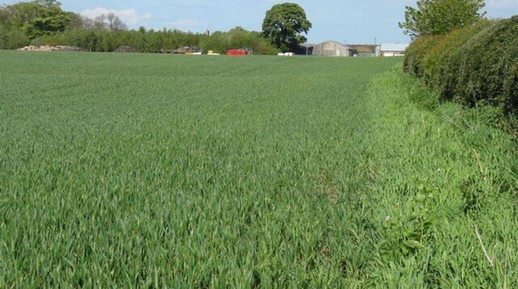Barley field at Gortonlee By the side of the A6094 Dalkeith - Howgate road.