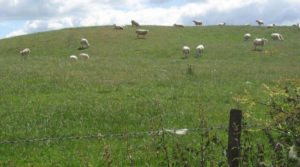 Sheep grazing, Parduvine. The southward succession through Midlothian continues. At 180m above sea level, the barley fields give way to sheep and cattle grazing.