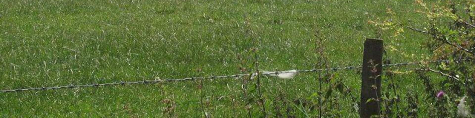 Sheep grazing, Parduvine. The southward succession through Midlothian continues. At 180m above sea level, the barley fields give way to sheep and cattle grazing.