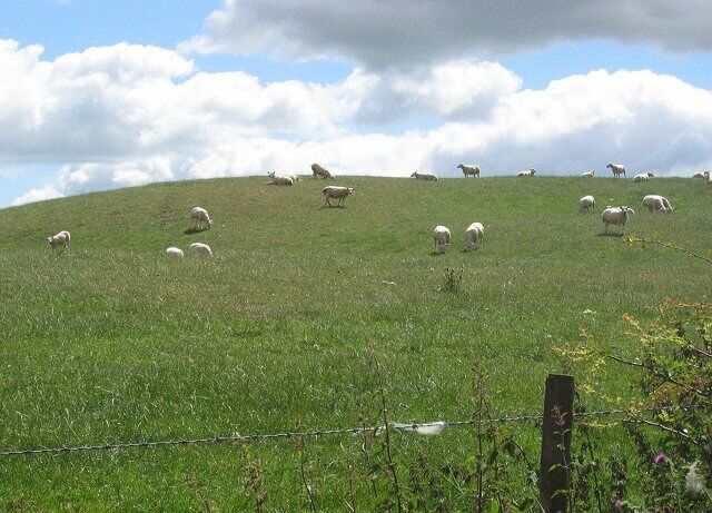 A grassy hill with sheep grazing, a barbed wire fence, and a partly cloudy sky.