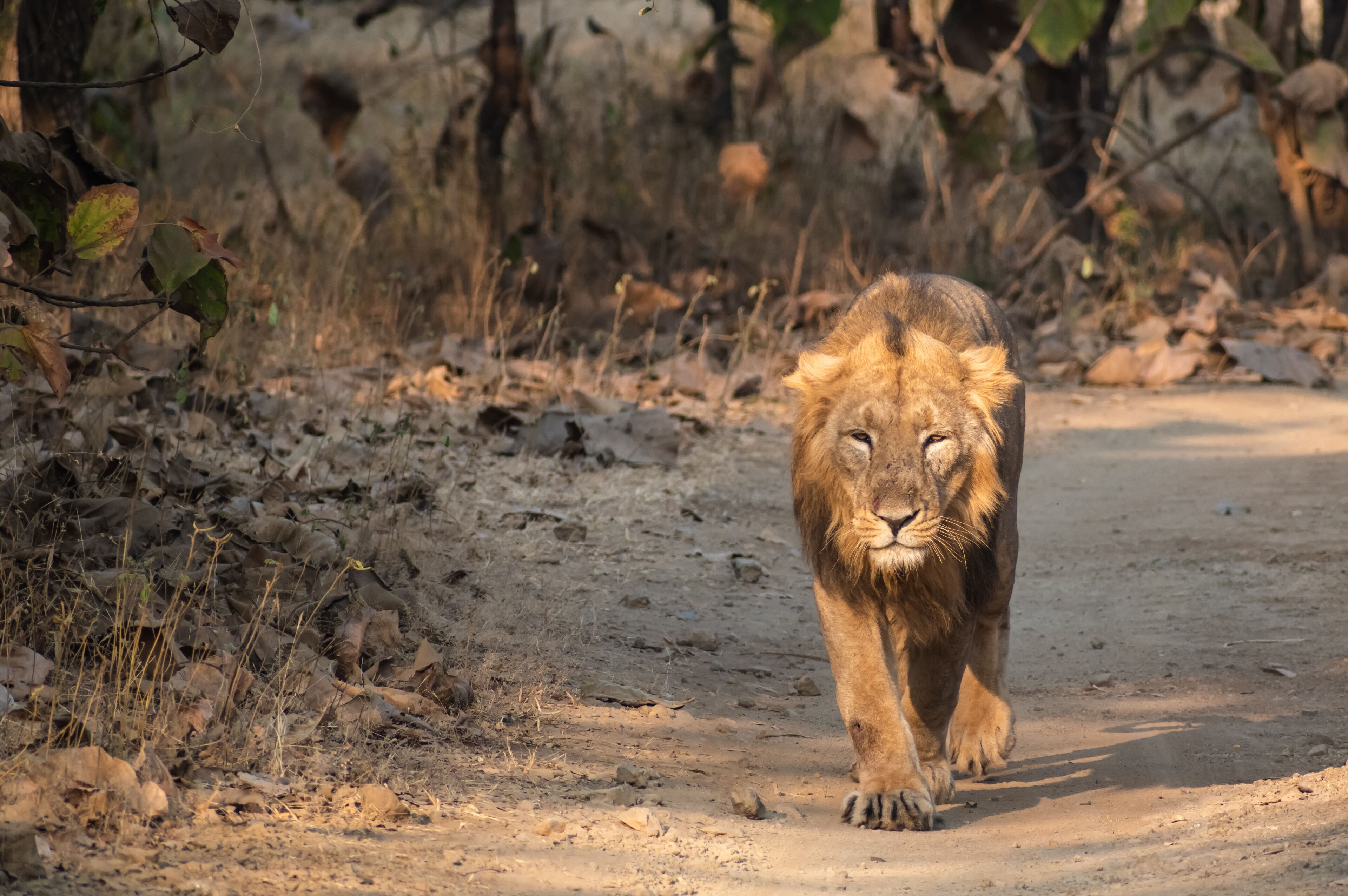 A male Asiatic lion takes a walk inside the forests of the Gir National Park in Guj