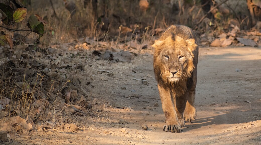 A male Asiatic lion takes a walk inside the forests of the Gir National Park in Guj