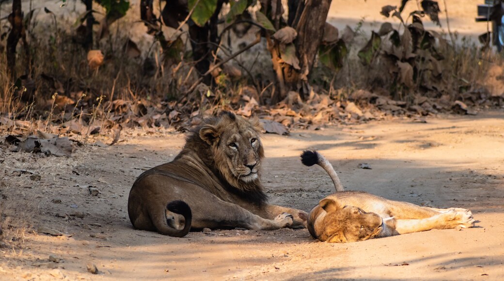 A male Asiatic lion sits on the floor with a lioness lying on the floor in the forests of the Gir National Park in Gujarat, India.