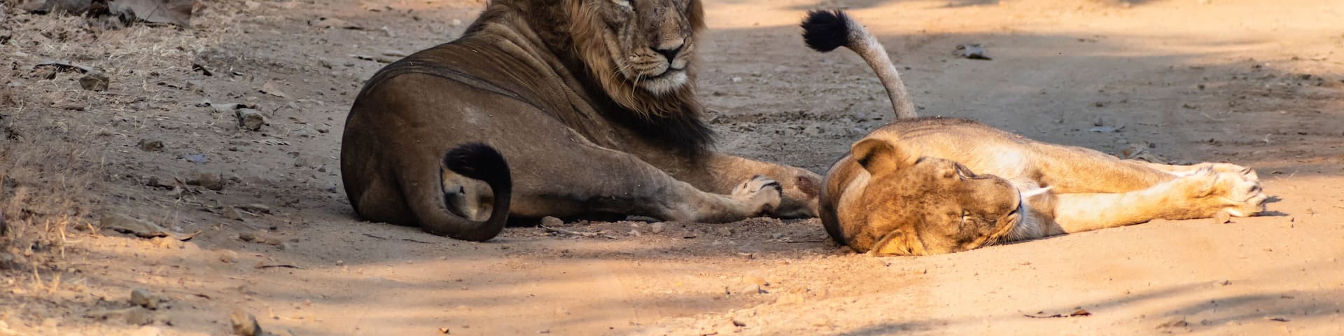 A male Asiatic lion sits on the floor with a lioness lying on the floor in the forests of the Gir National Park in Gujarat, India.