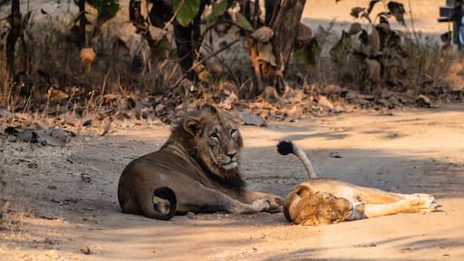 A male Asiatic lion sits on the floor with a lioness lying on the floor in the forests of the Gir National Park in Gujarat, India.