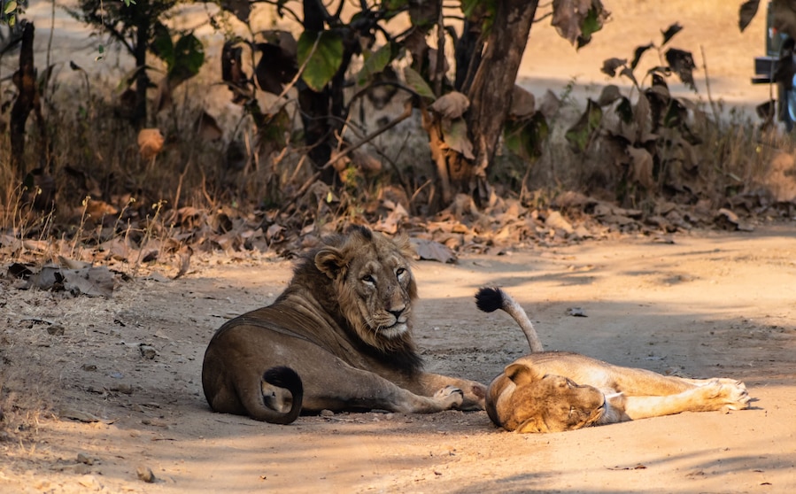 A male Asiatic lion sits on the floor with a lioness lying on the floor in the forests of the Gir National Park in Gujarat, India.
