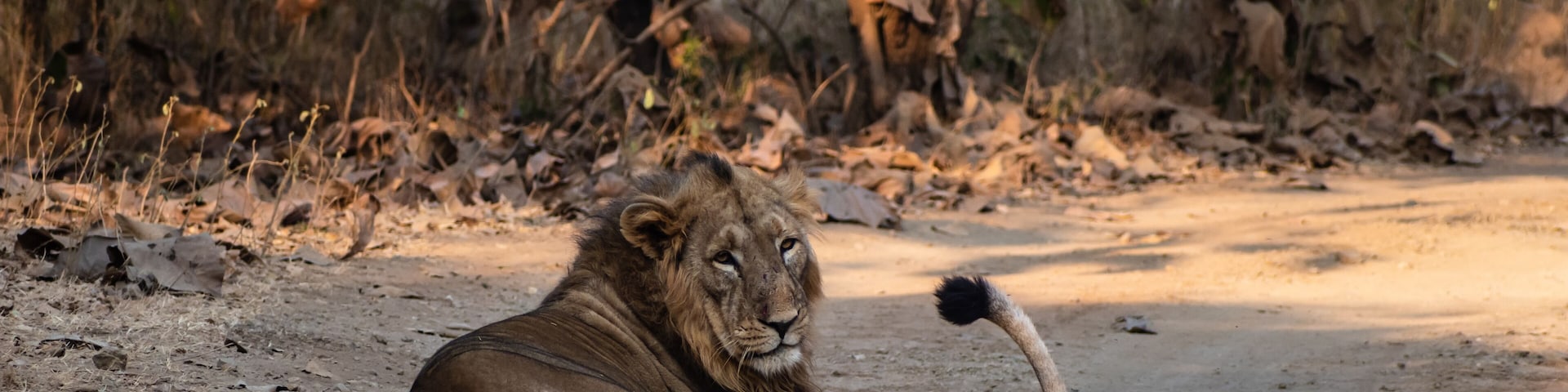 A male Asiatic lion sits on the floor with a lioness lying on the floor in the forests of the Gir National Park in Gujarat, India.