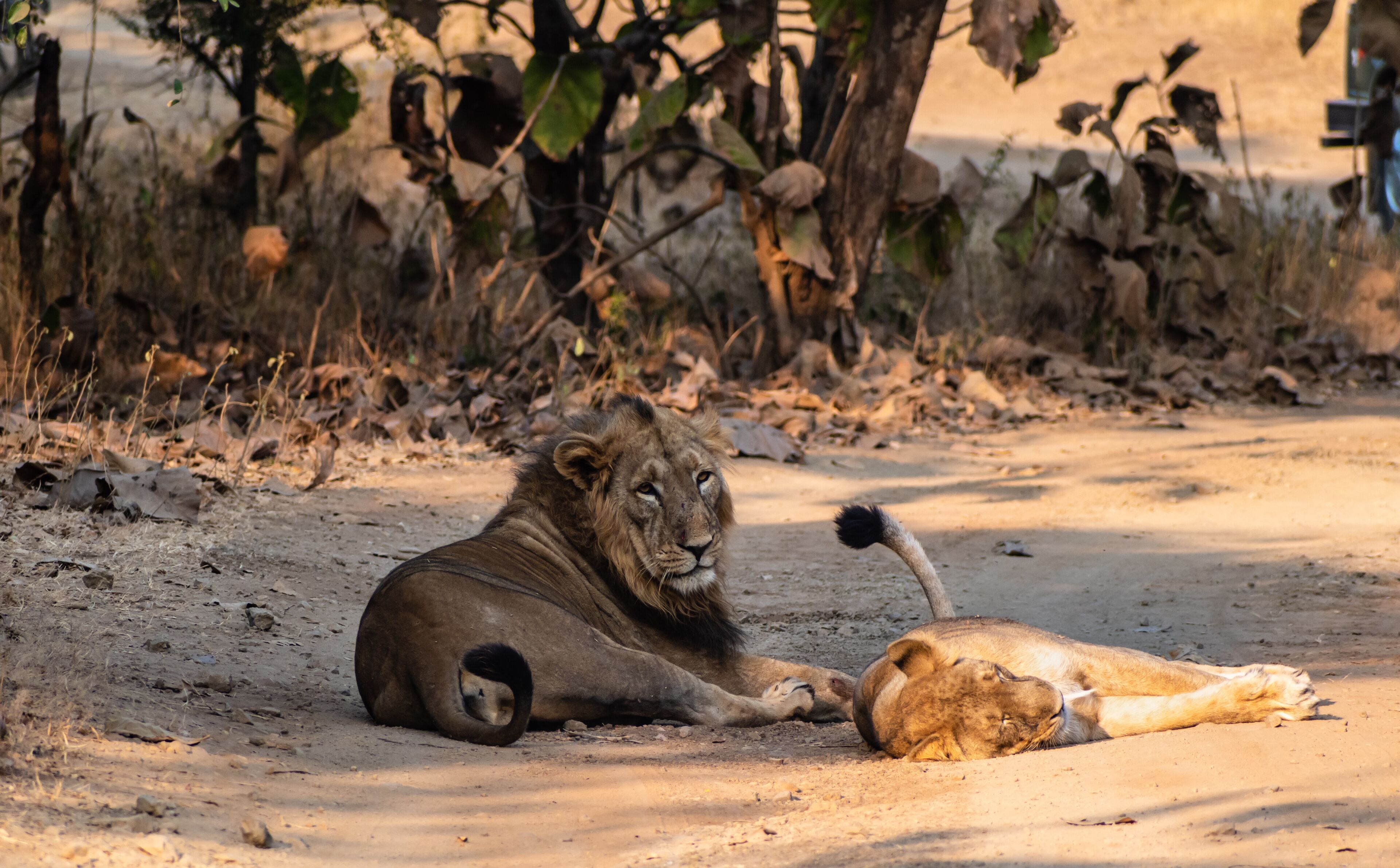 A lion lying on the ground with a cub beside it, surrounded by dry vegetation and trees.