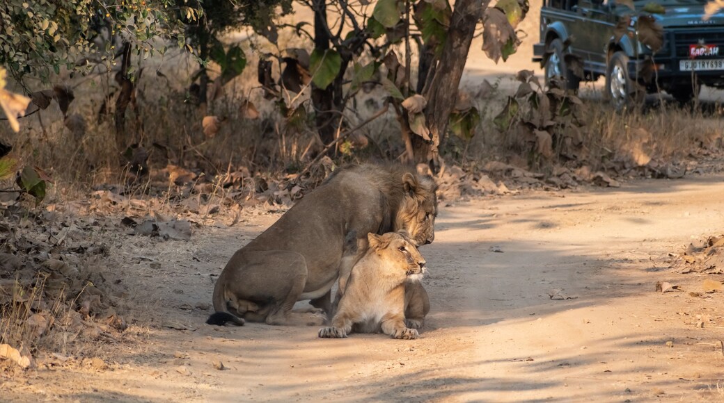Two Asiatic lions resting on the forest floor at the Gir National Park in Gujarat.