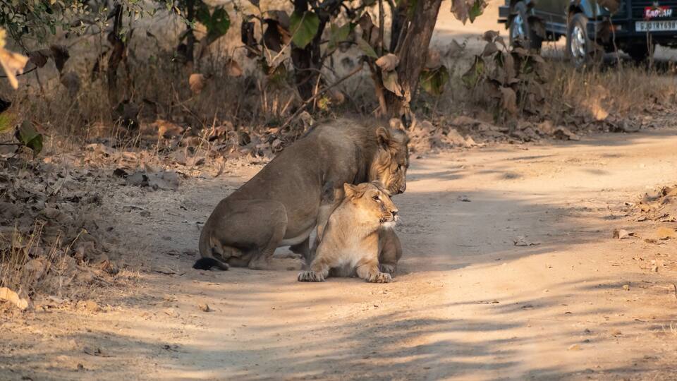 Two Asiatic lions resting on the forest floor at the Gir National Park in Gujarat.