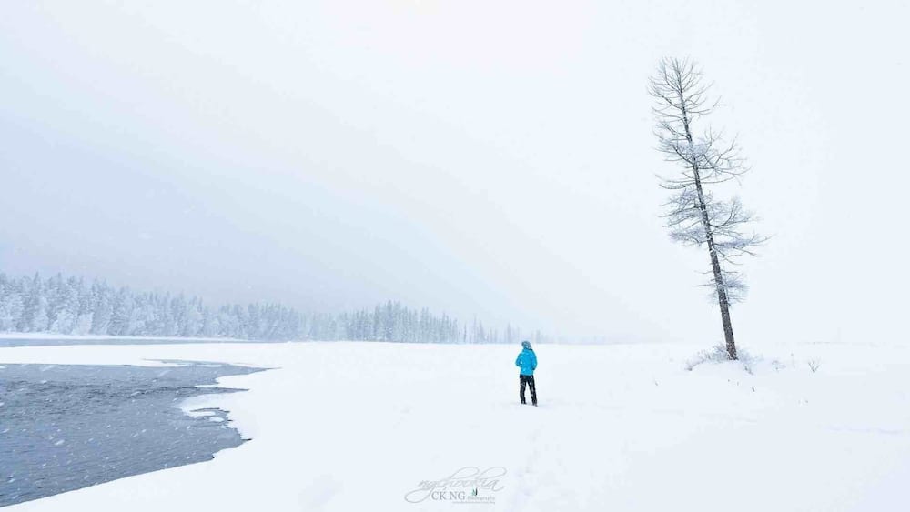 A person walking on a snow-covered path with a tree on the right and a forest in the background.