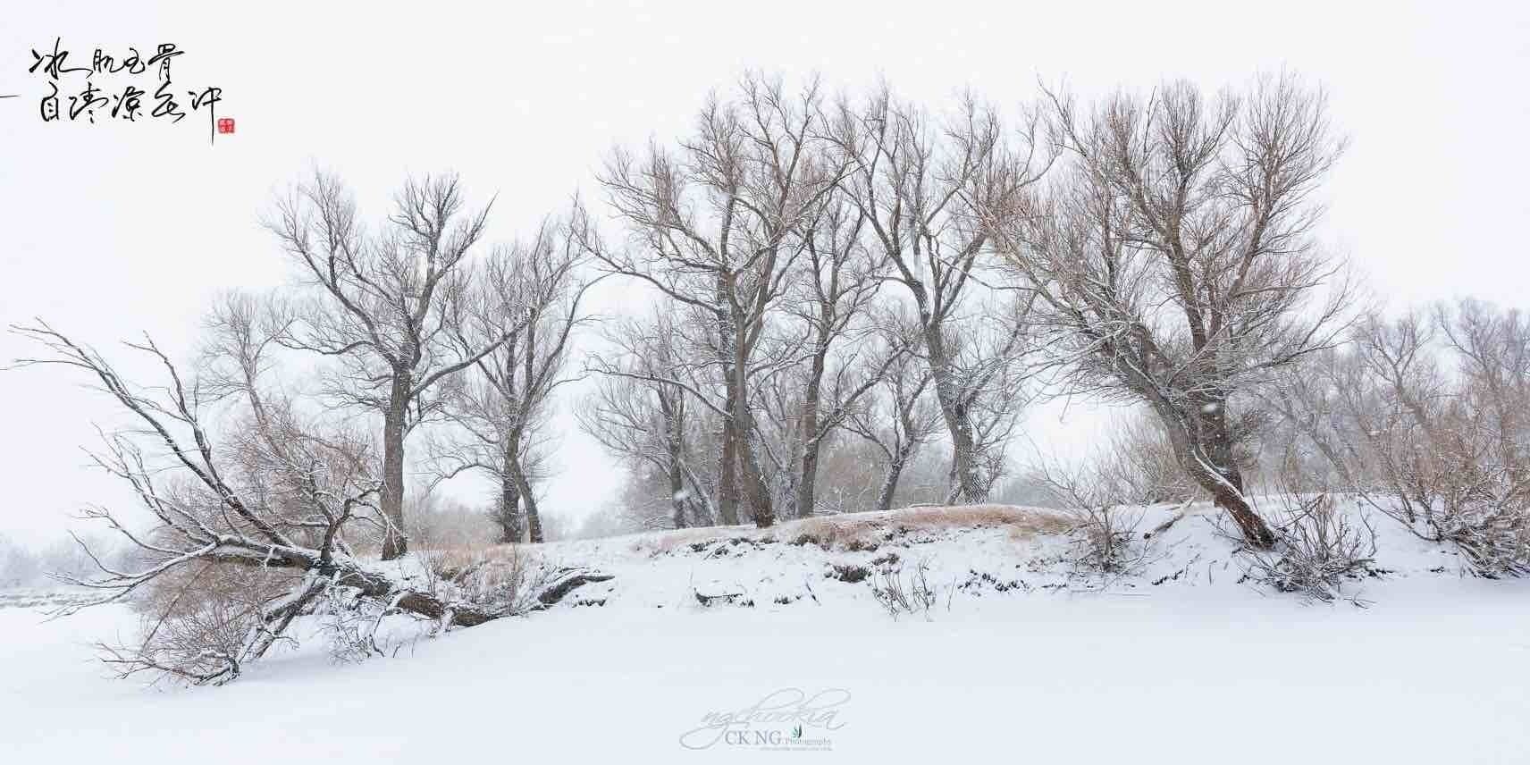 最美丽的树 Poplar Tree II Xinjiang 冬窝子 新疆 
胡杨树据说千年不死、千年不倒、千年不朽，堪称“最美丽的树”。