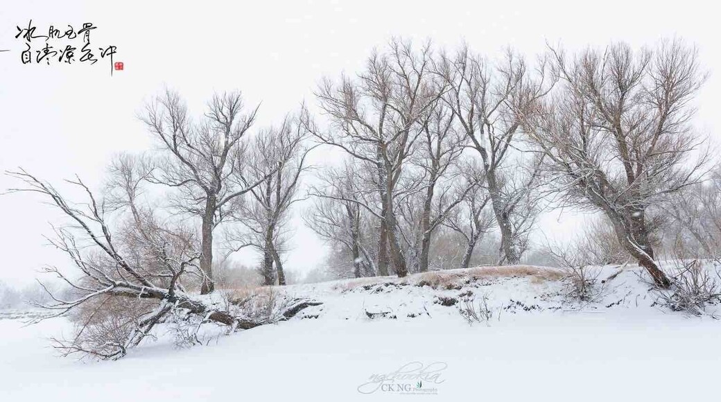 最美丽的树 Poplar Tree II Xinjiang 冬窝子 新疆
胡杨树据说千年不死、千年不倒、千年不朽,堪称“最美丽的树”。