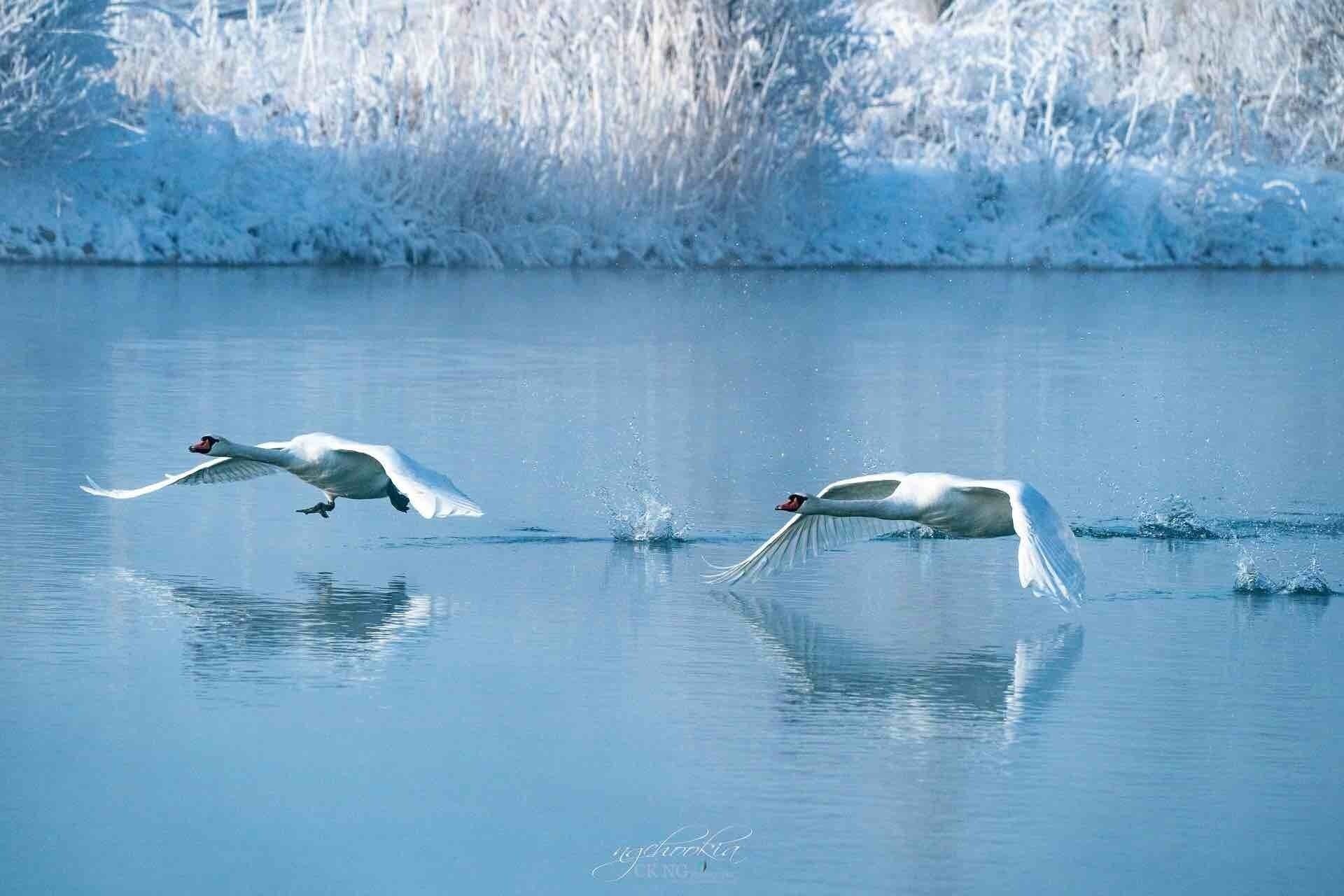 Fly 飛吧  II 天鹅湖 Xinjiang 新疆