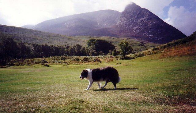 Collie crossing fairway on Corrie golf course