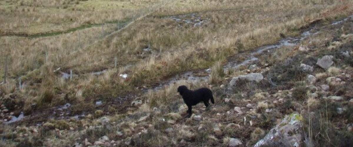 A black dog on a rocky terrain with a lake and mountains in the background.
