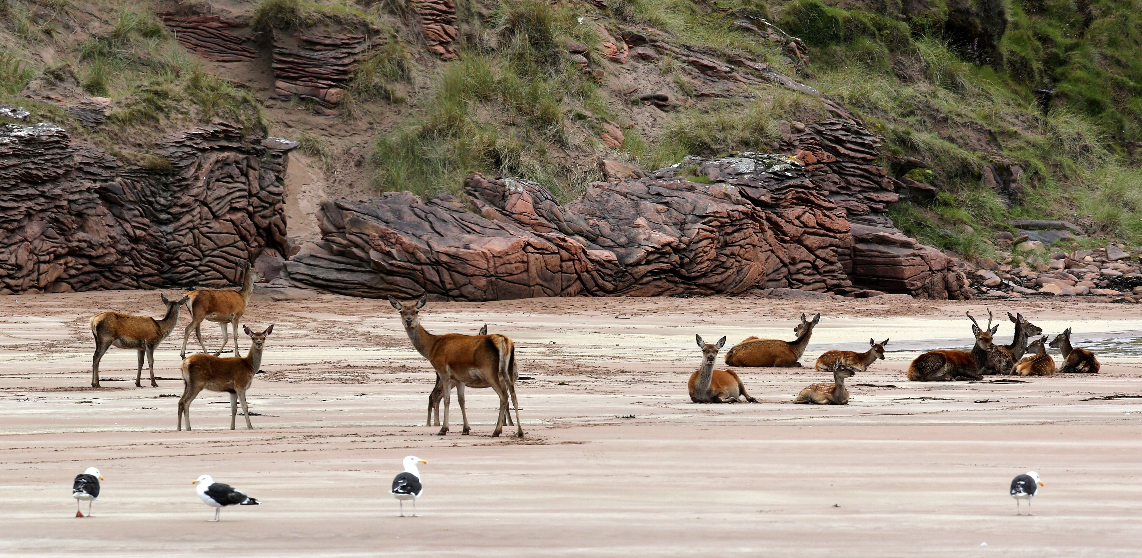 Group of Red Deer at the beach of Isle Rum (Scotland)