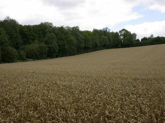 The Plantation. The map shows buildings inside this wood and a mast can be seen on the photograph.
