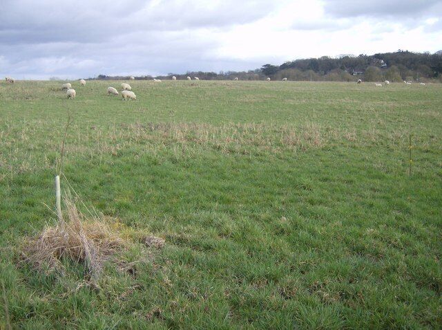 Grazing near the Pang The land closest to the River Pang (about 5-10 metres above the river) is here used for grazing.