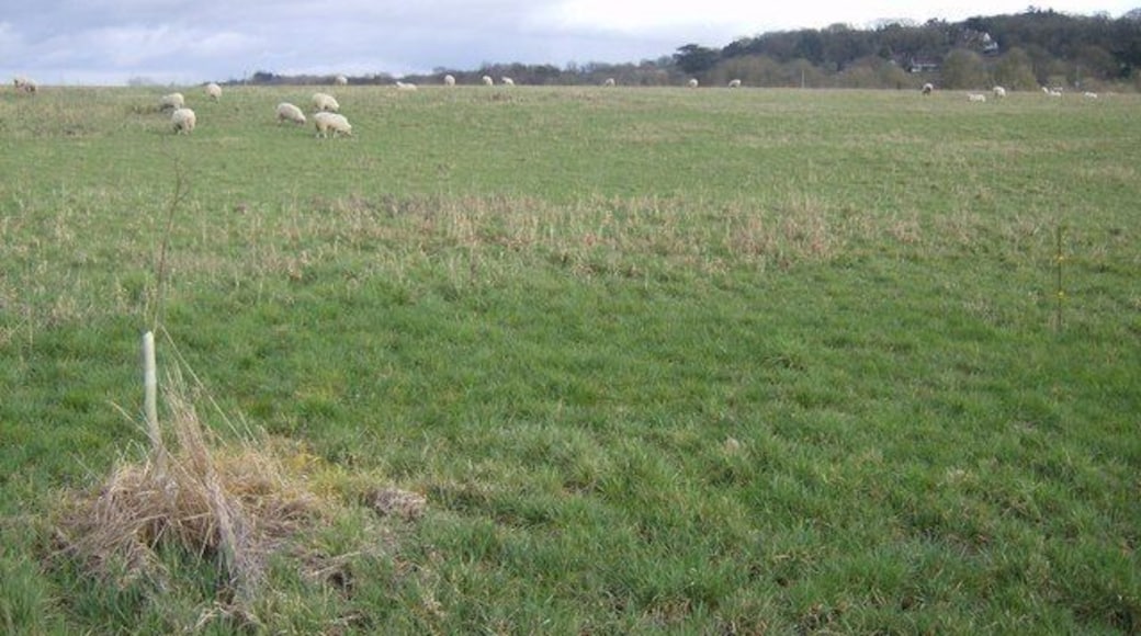Grazing near the Pang The land closest to the River Pang (about 5-10 metres above the river) is here used for grazing.