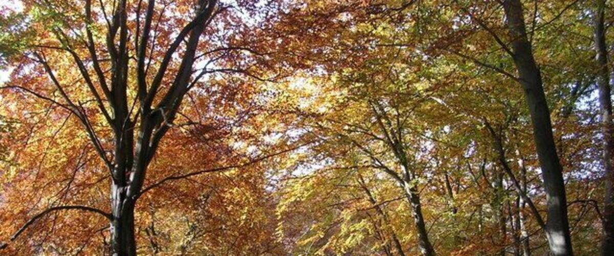 Autumn in Burnham Beeches Looking west on Halse Drive
