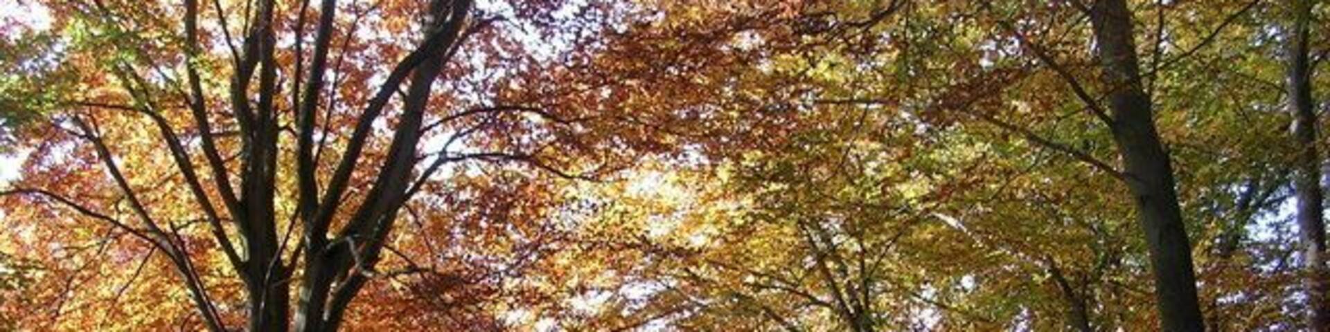 Autumn in Burnham Beeches Looking west on Halse Drive