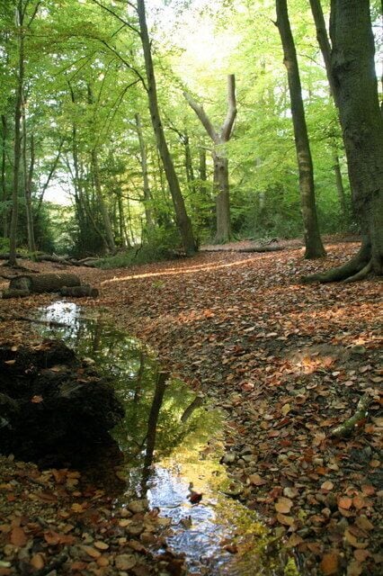 Stream in Burnham Beeches