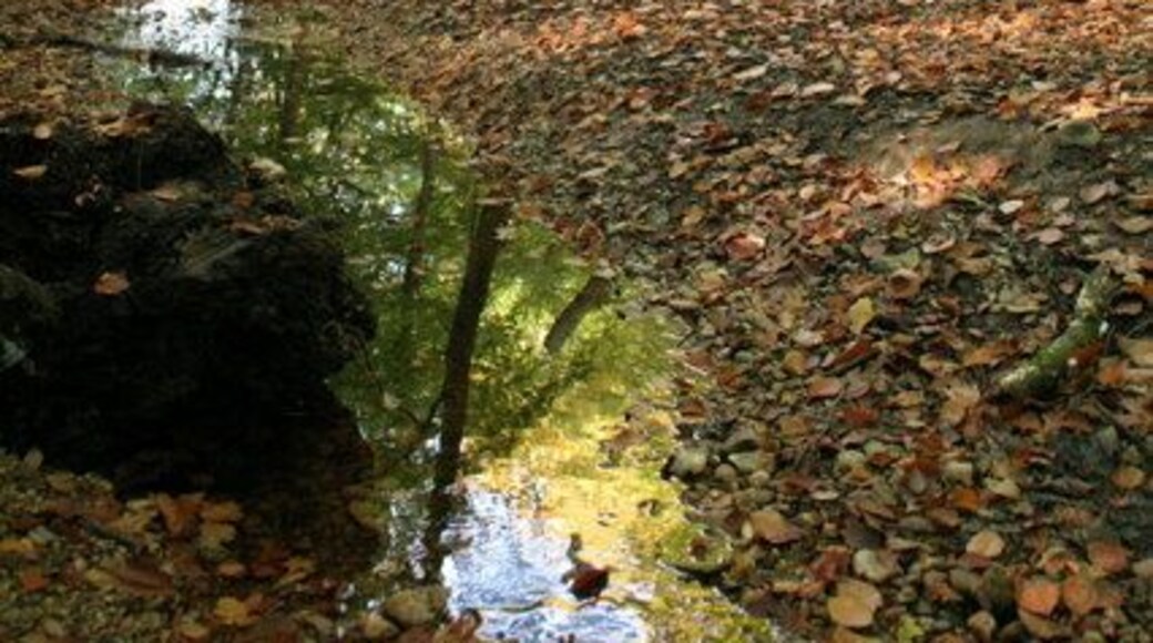 Stream in Burnham Beeches