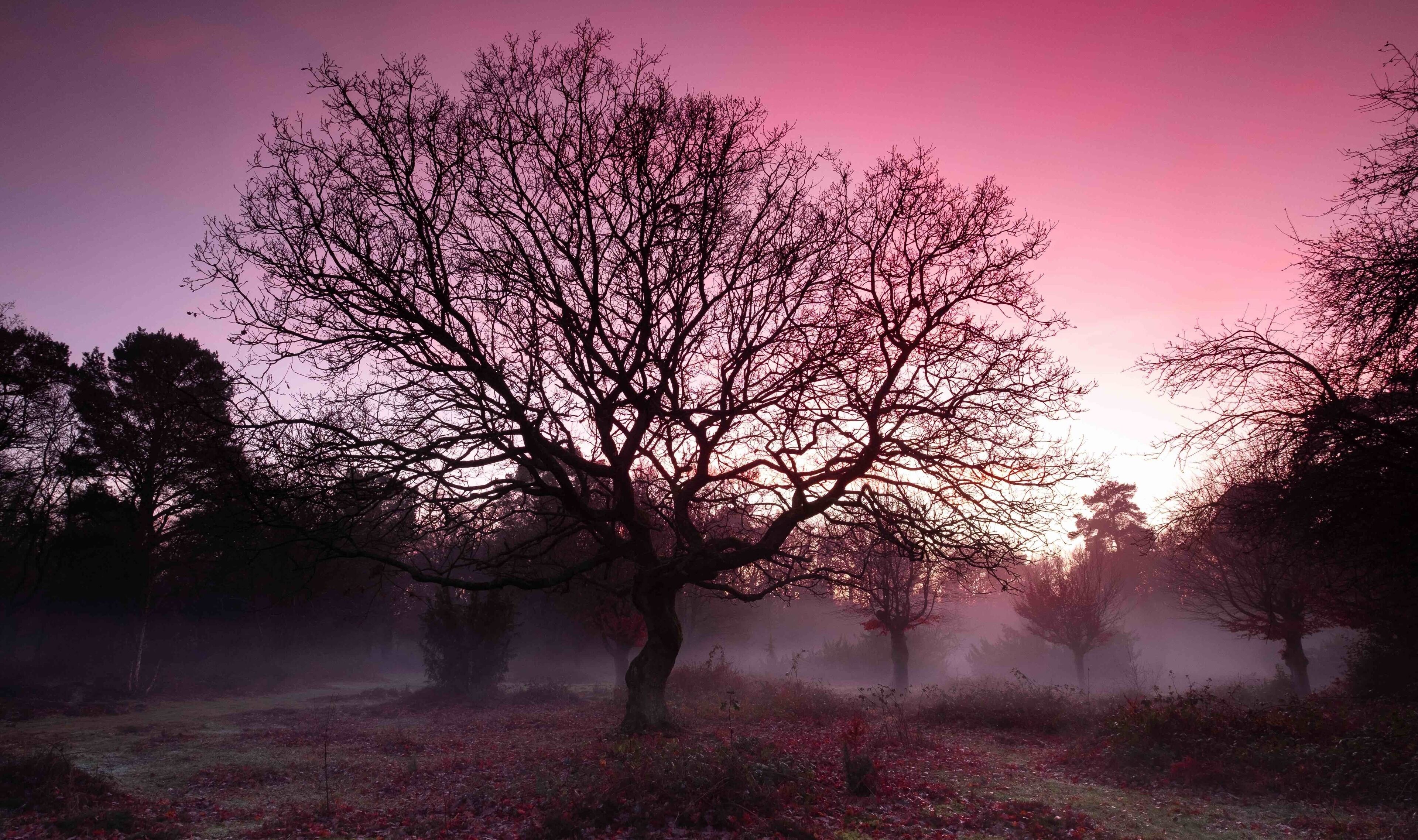 Foggy sunset over the heath at Burnham Beeches NNR, Buckinghamshire. #bvs100k