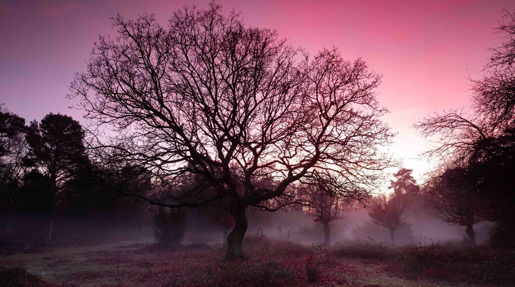 Foggy sunset over the heath at Burnham Beeches NNR, Buckinghamshire. #bvs100k