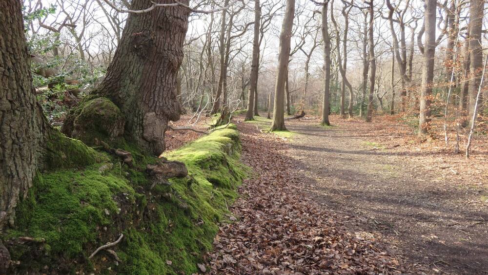 A forest path with moss-covered trees and fallen leaves.