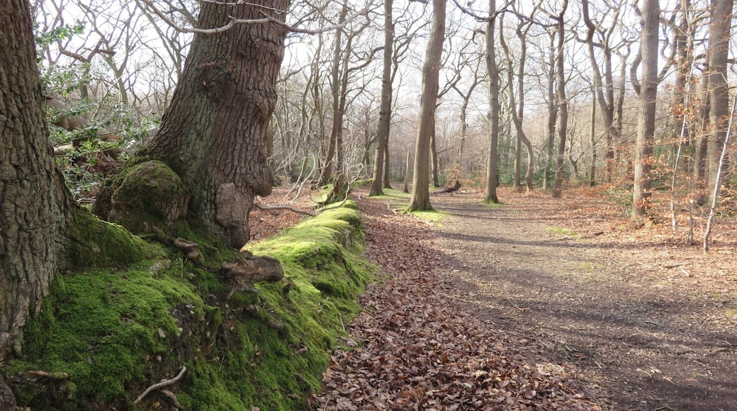 Sun comes out between the showers at Burnham Beeches