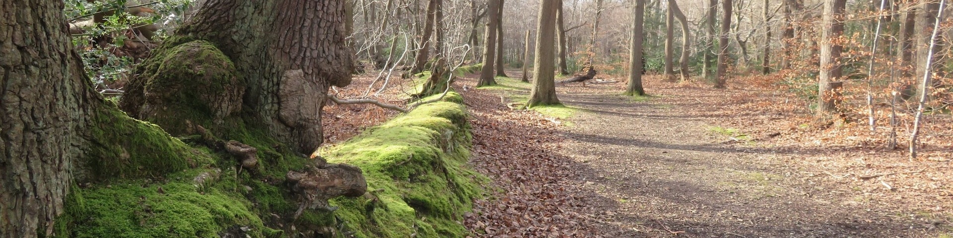 Sun comes out between the showers at Burnham Beeches
