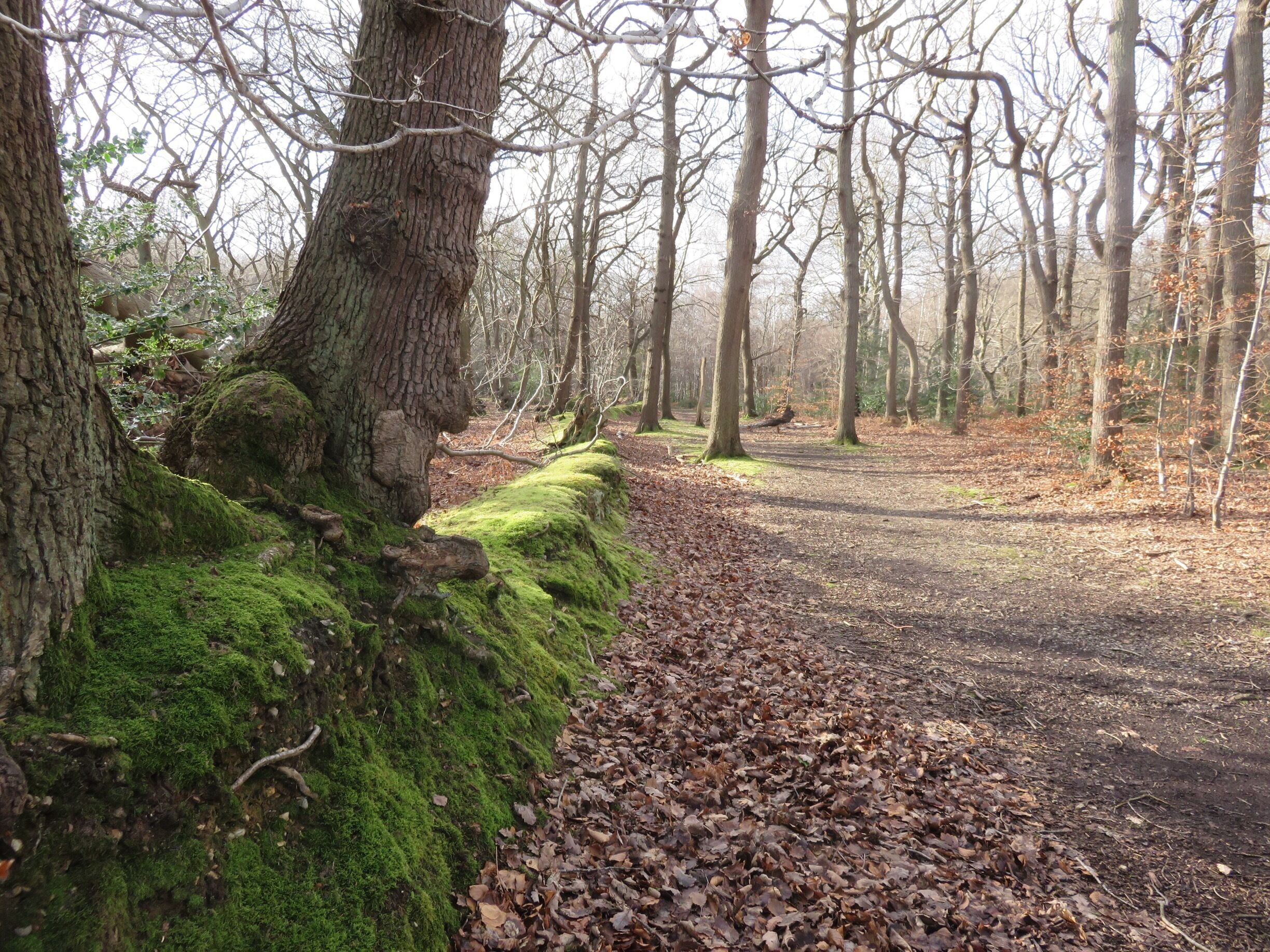 A forest path with moss-covered trees and fallen leaves.