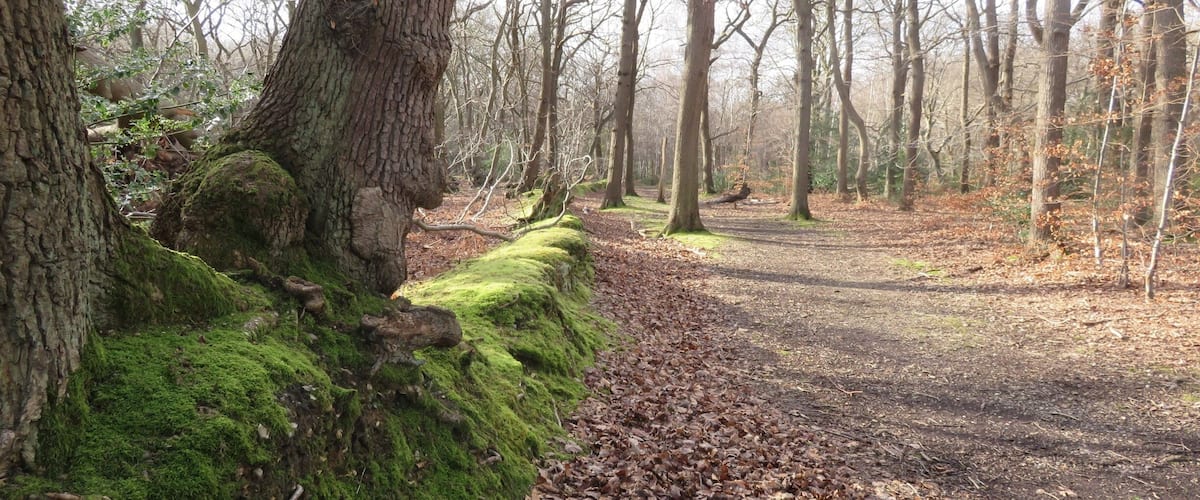 A forest path with moss-covered trees and fallen leaves.
