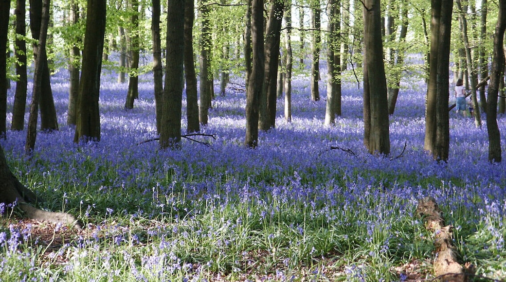 Bluebells (Hyacinthoides non-scripta) are small flowers which carpet the ground in many woodland areas in Britain in the springtime. The photo was taken in the late afternoon in May. The light from the sun at a low angle in the sky gives a pleasing effect. The photo was taken in a patch of woodland called Dockey Wood between Hurst Farm and Ivinghoe Common (see link below to map) located about 1 mile from Ringshall on the north side of the road to Ivinghoe Beacon. It is just in Buckinghamshire, United Kingdom.