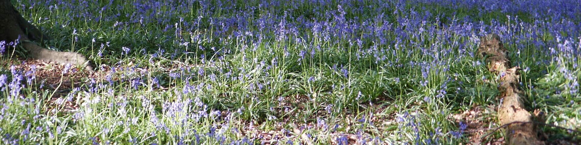Bluebells (Hyacinthoides non-scripta) are small flowers which carpet the ground in many woodland areas in Britain in the springtime. The photo was taken in the late afternoon in May. The light from the sun at a low angle in the sky gives a pleasing effect. The photo was taken in a patch of woodland called Dockey Wood between Hurst Farm and Ivinghoe Common (see link below to map) located about 1 mile from Ringshall on the north side of the road to Ivinghoe Beacon. It is just in Buckinghamshire, United Kingdom.
