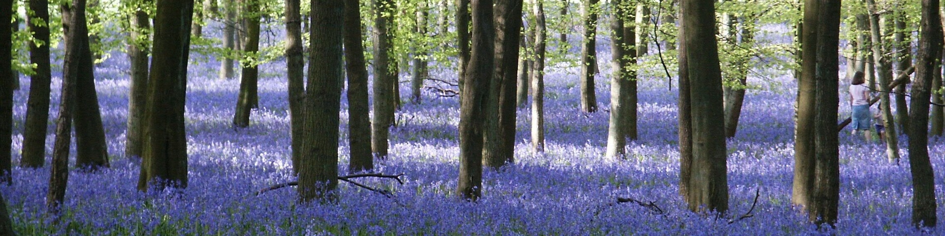 Bluebells (Hyacinthoides non-scripta) are small flowers which carpet the ground in many woodland areas in Britain in the springtime. The photo was taken in the late afternoon in May. The light from the sun at a low angle in the sky gives a pleasing effect. The photo was taken in a patch of woodland called Dockey Wood between Hurst Farm and Ivinghoe Common (see link below to map) located about 1 mile from Ringshall on the north side of the road to Ivinghoe Beacon. It is just in Buckinghamshire, United Kingdom.