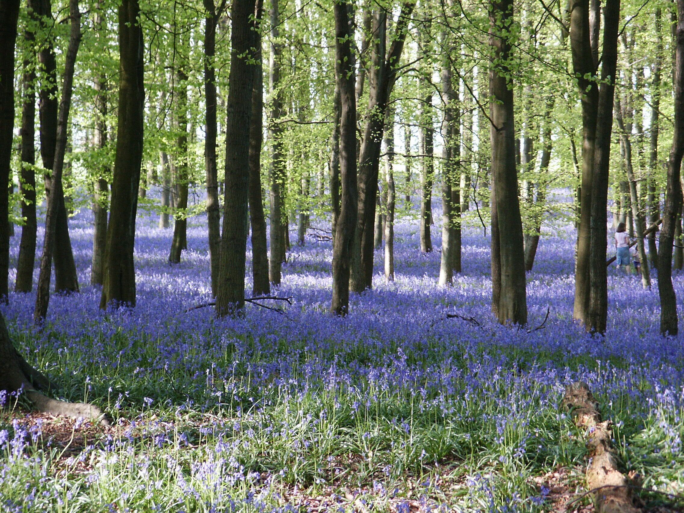 A forest with tall trees and a carpet of blue flowers.
