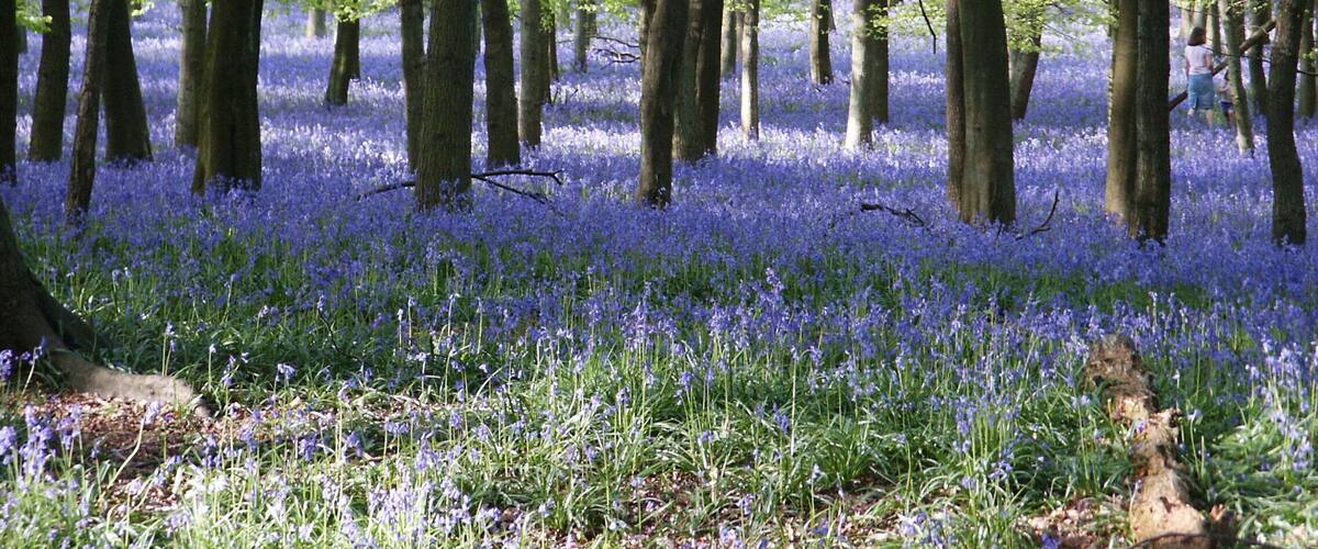 A forest with tall trees and a carpet of blue flowers.