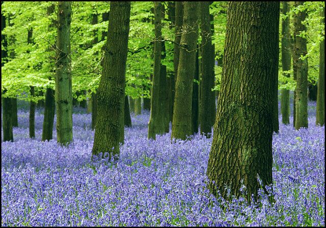Un bosque con árboles altos y una alfombra de flores azules.