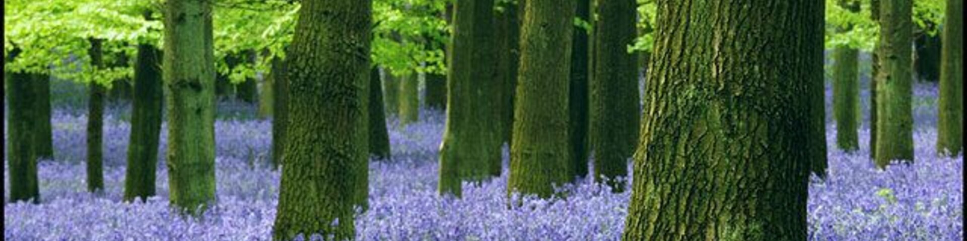 Un bosque con árboles altos y una alfombra de flores azules.