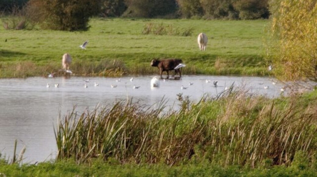Ouse Valley Way at Houghton The meadows along the Ouse Valley Way are still used for grazing by cows and sheep, and also used by over-wintering sea birds such as gulls. The land is often marshy and waterlogged.