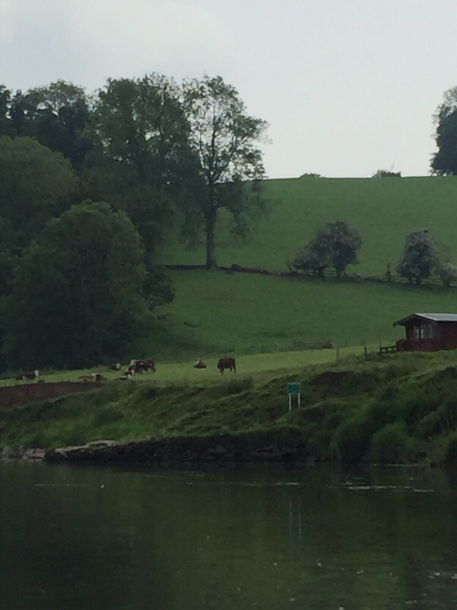 A rural landscape with a body of water, green fields, a few cows grazing, and a small red building.