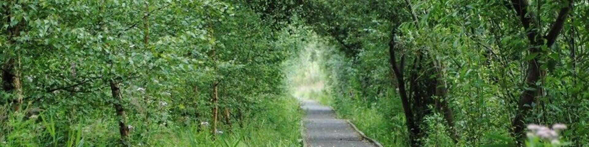 Raised Walkway through the Lattersey Reserve near Whittlesey, Cambridgeshire