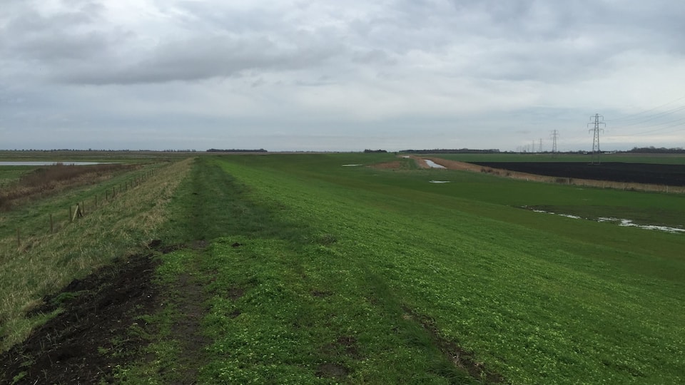 A vast green field with a dirt path, power lines, and distant buildings.